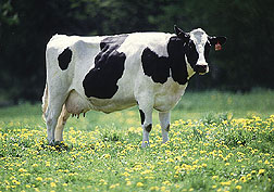 Cow in
          pasture.